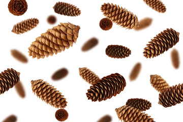 Pine cone isolated on white background, selective focus