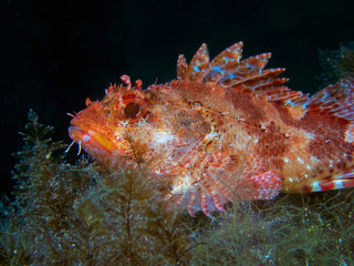 Fototapeta na wymiar Red Scorpionfish (Scorpaena scrofa)
