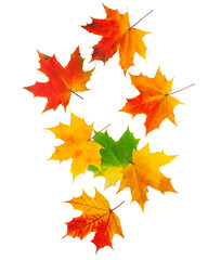 Naklejka na ściany i meble Falling autumn maple leaf isolated on white background, clipping path, full depth of field