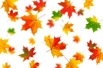 Naklejka na ściany i meble Falling autumn maple leaf isolated on white background, selective focus