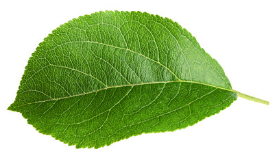 apple leaf, isolated on white background, clipping path, full depth of field