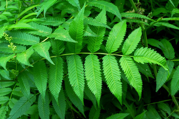 green leaves
