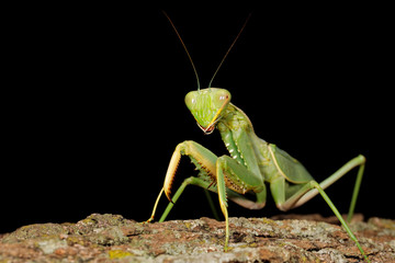 Common green mantis (Sphodromantis gastrica) on a branch, South Africa.