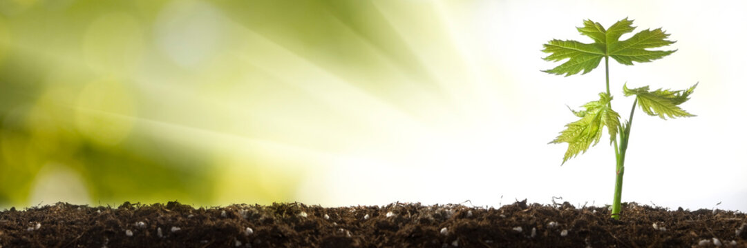 green sprout in a soil outdoors closeup