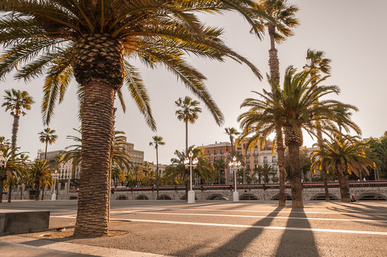 Tropical palm trees in sunset during the evening at La Parella in Barcelona