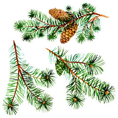 Branches of spruse and pine. Watercolor background illustration set. Isolated spruce illustration element.