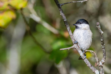 March tit or Poecile palustris sitting on a branch looking for food with an autumn background.