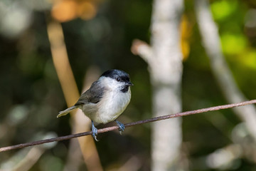 March tit or Poecile palustris sitting on rusty wire looking for food with an autumn background