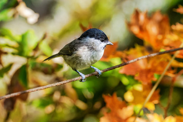 March tit or Poecile palustris sitting on rusty wire looking for food with an autumn background