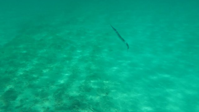 Garfish or garpike or sea needle (Belone belone), Aegean Sea, Greece, Halkidiki