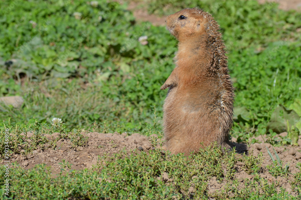 Sticker A prairie dog in the outdoors