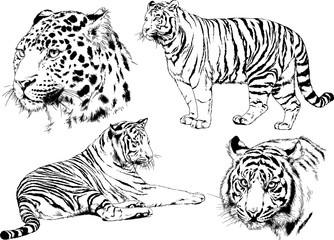 set of vector drawings on the theme of predators tigers are drawn by hand with ink tattoo logos	