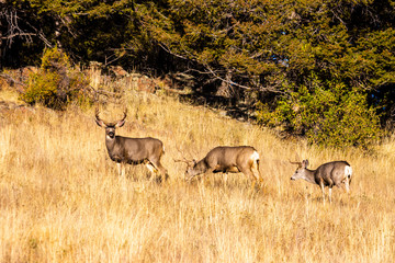 Obraz na płótnie Canvas Buck Mule Deer Autumn