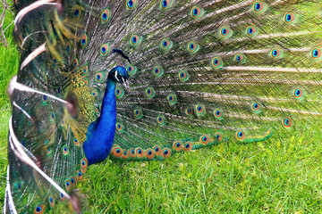 Obraz premium A bright peacock with a beautiful tail walks along the green grass at the zoo.