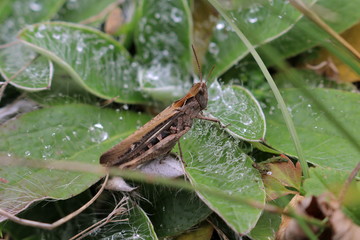 Grashüpfer im Regen