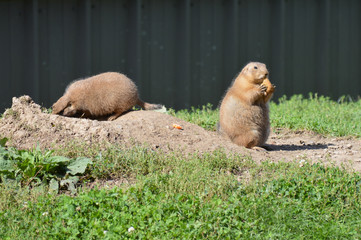 A prairie dog in the outdoors