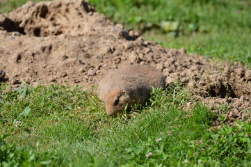 Obraz premium A prairie dog in the outdoors