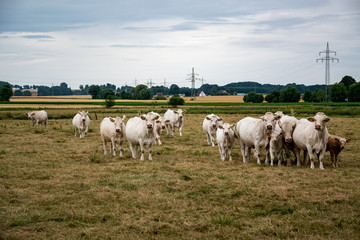 Fototapeta na wymiar Eine Herde Kühe mit Kälber fressen auf einer Weide. Das Gras ist schon sehr trocken. Es hat lange nicht mehr geregnet.