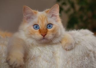 Weiße Katze mit großten erstaunten blauen Augen liegt in einem weißen Plüschbett