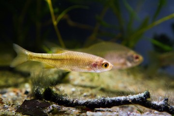 vulnerable temperate freshwater fish sunbleak, Leucaspius delineatus, swim in biotope aquarium, aquadesign with driftwood on sand bottom and live potamogeton plants in background