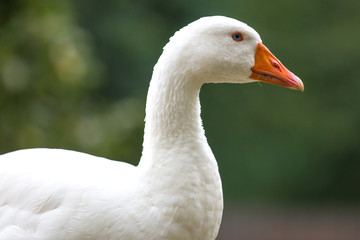 White Goose (in german Hausgans)