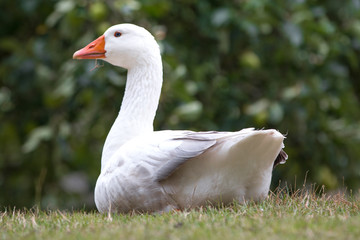 White Goose (in german Hausgans)