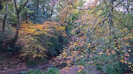 Jersey St Catherine's wood