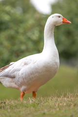 Obraz premium White Goose (in german Hausgans)
