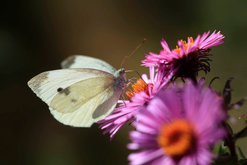 white butterfly sitting on flower