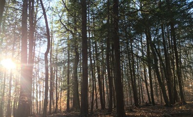 morning in the forest