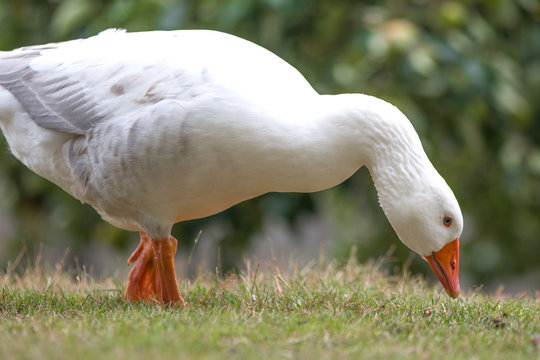 White Goose (in german Hausgans)