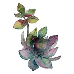 Fototapeta premium Succulent floral botanical flower. Watercolor background illustration set. Isolated succulents illustration element.