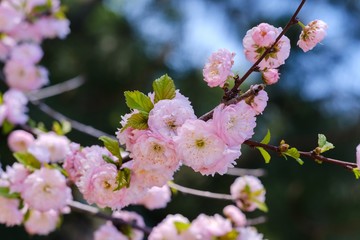 Blossom spring tree nature season,  april branch.