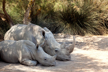 Mother and baby rhino in a safari park in France
