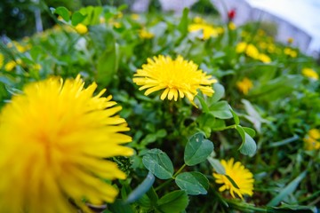 nature meadow spring field flower,  grass rural.