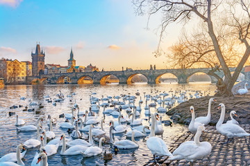 View on Charles bridge and swans on Vltava river in Prague at sunset, Czech Republic © MarinadeArt
