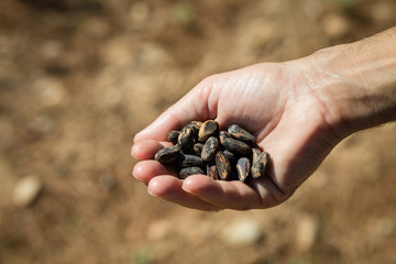 Recolecta de piñones de pino, muestra de una selección con la mano del trabajador