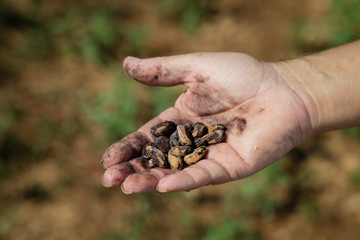 Recolecta de piñones de pino, muestra de una selección con la mano del trabajador