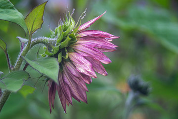 Red Sunflower After Rain
