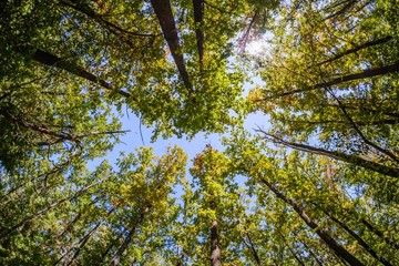 Fototapeta premium Tree forest nature sky blue, top.