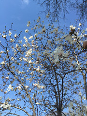 blooming tree 