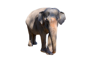 Large brown elephant White background Isolate