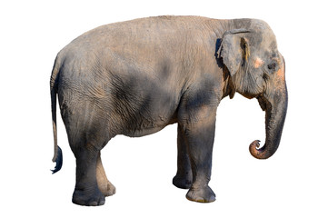 Large brown elephant White background Isolate