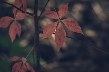 Virginia Creeper Leaflets in Fall