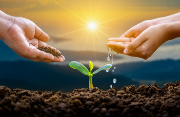 hand Watering plants tree mountain green Background Female hand holding tree on nature field grass...