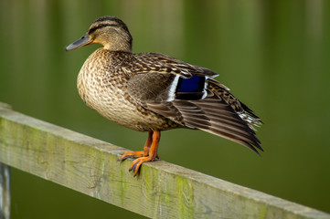 Close Up of Single Female Mallard Duck on Wooden Perch