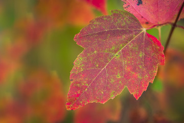Closeup of Red Maple Leaf