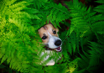 portrait of cute puppy red Corgi dog peeking out from behind a thicket of green grass fern in the spring Park for a walk and smiling happily