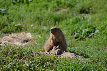 A prairie dog in the outdoors