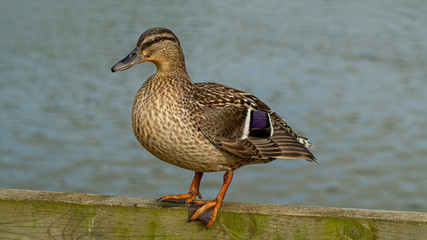 Close Up of Single Female Mallard Duck on Wooden Perch